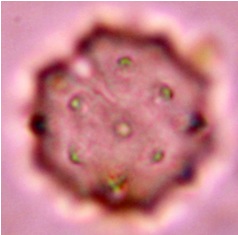 hyptis